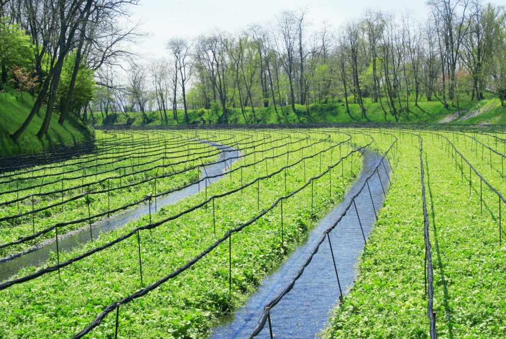 What’s Up With Wasabi Japanalytic