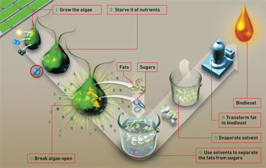 Algae biofuel process