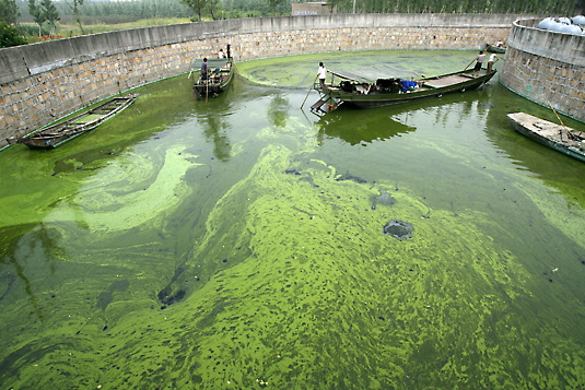 Algae in wastewater