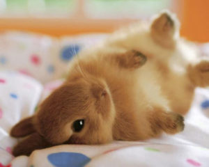 cute-baby-bunny