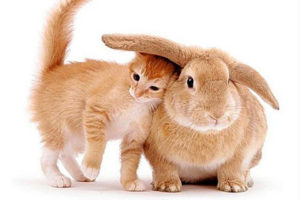 cute-bunny-and-kitty