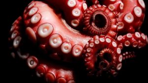 octopus-tentacles